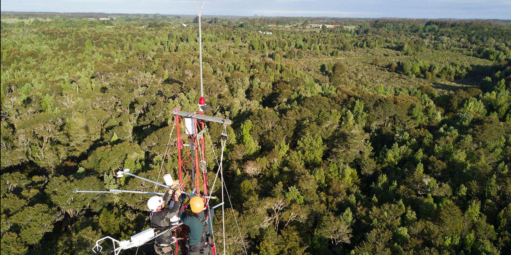 Investigación concluye que bosques de Chiloé están entre los que más CO2 captan por hectárea en el mundo